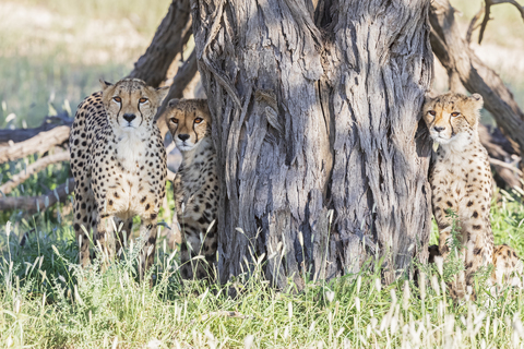 Botswana, Kgalagadi Transfrontier Park, Geparden, Acinonyx Jubatus, lizenzfreies Stockfoto