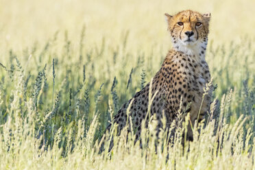 Botswana, Kgalagadi Transfrontier Park, Gepard, Acinonyx Jubatus - FOF10151