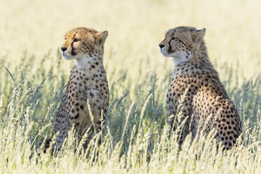 Botswana, Kgalagadi Transfrontier Park, Geparden, Acinonyx Jubatus - FOF10152