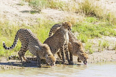 Botswana, Kgalagadi Transfrontier Park, Geparden, Acinonyx Jubatus, Trinken - FOF10153