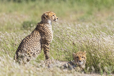 Botswana, Kgalagadi Transfrontier Park, Geparden, Acinonyx Jubatus - FOF10154