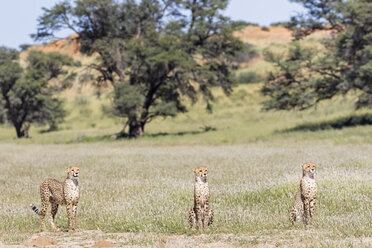 Botswana, Kgalagadi Transfrontier Park, Geparden, Acinonyx Jubatus - FOF10155