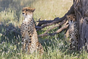 Botswana, Kgalagadi Transfrontier Park, Geparden, Acinonyx Jubatus - FOF10156