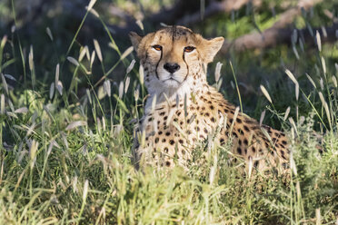 Botswana, Kgalagadi Transfrontier Park, Gepard, Acinonyx Jubatus - FOF10157