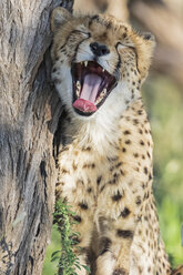 Botswana, Kgalagadi Transfrontier Park, Gepard, Acinonyx Jubatus, gähnend - FOF10158