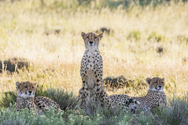 Botswana, Kgalagadi Transfrontier Park, Geparden, Acinonyx Jubatus - FOF10160