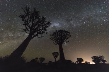 Africa, Namibia, Keetmanshoop, Quiver Tree Forest at night, milky way - FOF10162