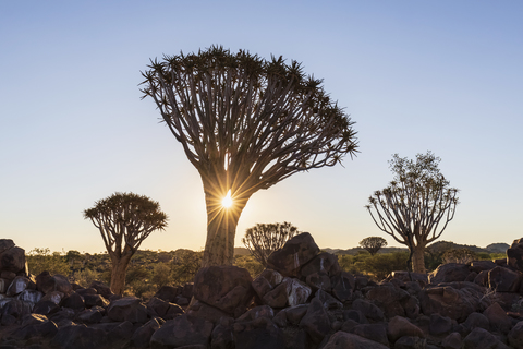 Afrika, Namibia, Keetmanshoop, Köcherbaumwald bei Sonnenuntergang, lizenzfreies Stockfoto