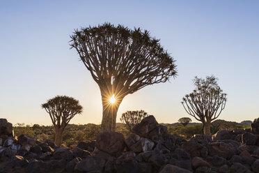 Afrika, Namibia, Keetmanshoop, Köcherbaumwald bei Sonnenuntergang - FOF10165