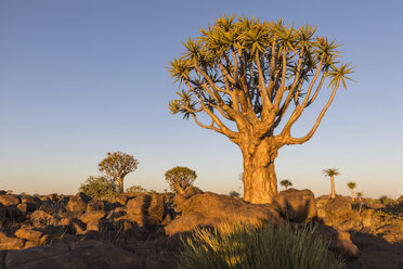 Afrika, Namibia, Keetmanshoop, Köcherbaumwald im Abendlicht - FOF10166