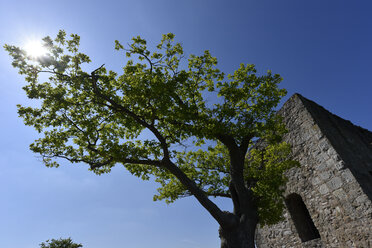 Deutschland, Fränkische Schweiz, Burg Neideck, Baum gegen die Sonne - FDF00245