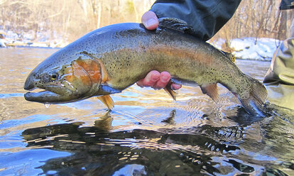 NJ Trout - AURF01386