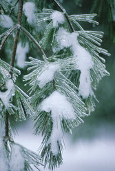 Schnee haftet an den Blättern einer Kiefer im Winter, Maine, USA. - AURF01395