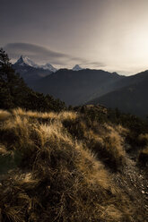 Buschwerk, hochalpines Gras und eine Bergkette in Nepal. - AURF01401
