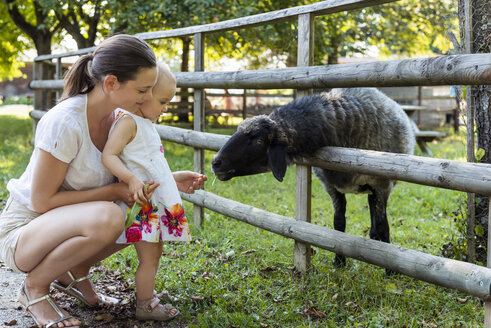 Mutter und kleine Tochter füttern ein Schaf hinter einem Zaun - DIGF05009