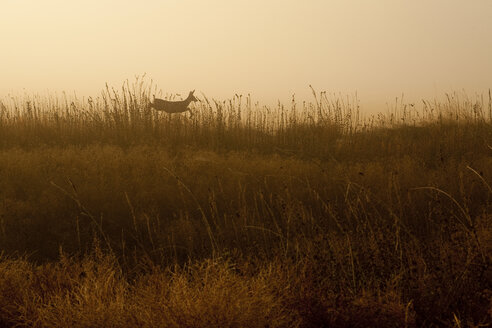 Maultierhirsch bei Sonnenaufgang im Lower Klamath National Wildlife Refuge in Northern, CA. - AURF01444