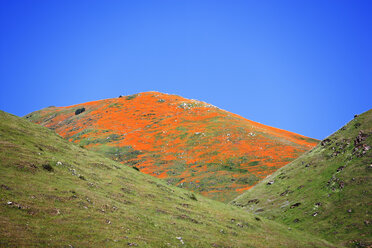 Mohnblumen auf einem Hügel in Südkalifornien: Der kalifornische Mohn (Eschscholzia californica) ist die offizielle Blume Kaliforniens - AURF01445