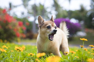 Unser Haushund Kekai, halb Pomeranian, halb Foxterrier. - AURF01453