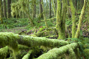 Landschaft des Hoh River Rain Forest, Olympic National Park, WA - AURF01489