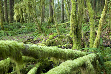 Scenic of the Hoh River Rain Forest. Olympic National Park, WA - AURF01489