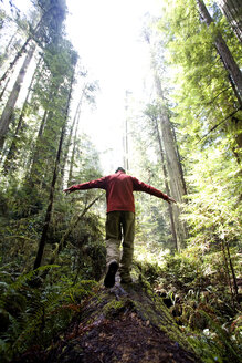 Redwood National Park, Kalifornien: Ein Wanderer balanciert auf einem umgestürzten Baum. - AURF01516