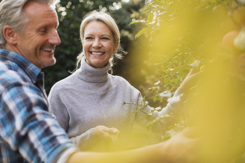 Lächelndes reifes Paar erntet Äpfel im Garten, lizenzfreies Stockfoto