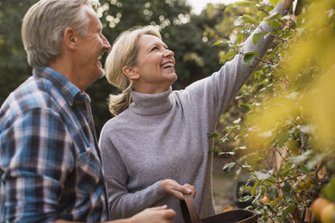 Lächelndes reifes Paar erntet Äpfel im Garten - HOXF03698