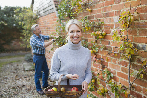 Porträt einer lächelnden, selbstbewussten reifen Frau, die im Garten Äpfel erntet - HOXF03728