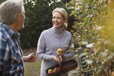 Glückliches reifes Paar erntet Äpfel im Garten - HOXF03729