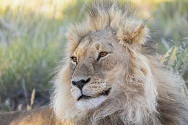 Botswana, Kgalagadi Transfrontier Park, Löwe, Panthera leo, Männchen - FOF10168