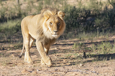 Botswana, Kgalagadi Transfrontier Park, Löwe, Panthera leo, Wanderung - FOF10169