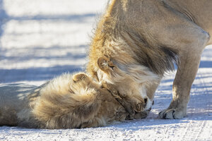 Botswana, Kgalagadi Transfrontier Park, zwei Löwen, Panthera leo, männlich, kuschelnd - FOF10170