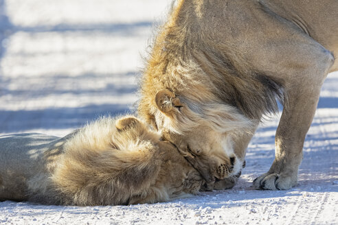 Botswana, Kgalagadi Transfrontier Park, two lions, Panthera leo, male, cuddling - FOF10170