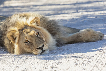 Botswana, Kgalagadi Transfrontier Park, Löwe, Panthera leo, männlich, liegend auf Schotterstraße - FOF10171