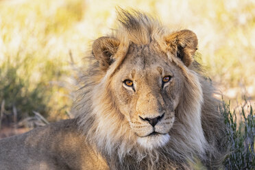 Botswana, Kgalagadi Transfrontier Park, Porträt eines männlichen Löwen, Panthera leo - FOF10172