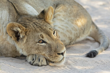 Botswana, Kgalagadi Transfrontier Park, Löwe, Panthera leo, Jungtier liegend - FOF10174