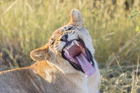 Botswana, Kgalagadi Transfrontier Park, lion, Panthera leo, young animal yawning - FOF10175