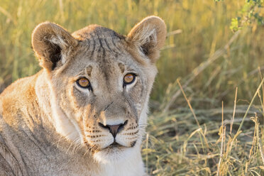 Botswana, Kgalagadi Transfrontier Park, Löwin, Panthera leo - FOF10176