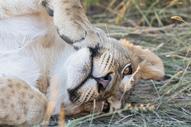 Botswana, Kgalagadi Transfrontier Park, Löwe, Panthera leo, Jungtier liegend - FOF10178