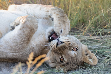 Botswana, Kgalagadi Transfrontier Park, junger Löwe liegend, Panthera leo - FOF10180