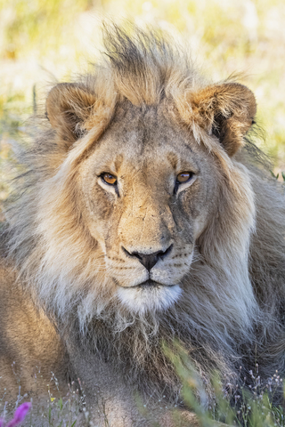 Botswana, Kgalagadi Transfrontier Park, Löwe, Panthera leo, Männchen, lizenzfreies Stockfoto