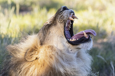 Botswana, Kgalagadi Transfrontier Park, lion, Panthera leo, male, yawning - FOF10184