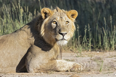 Botswana, Kgalagadi Transfrontier Park, junger männlicher Löwe, Panthera leo - FOF10185
