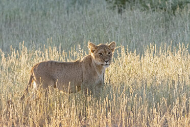Botswana, Kgalagadi Transfrontier Park, Löwe, Panthera leo - FOF10187