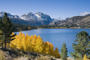 Gelbe Herbstpappeln mit schneebedeckten Bergen und dem June Lake in den Sierra Mountains in Kalifornien - AURF01540