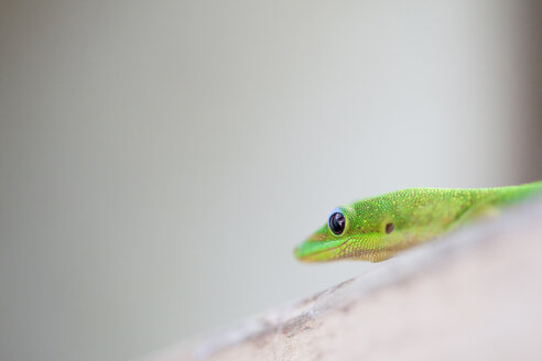 A golden day gecko on the north shore, Hawaii. - AURF01606