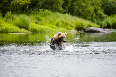 Junger Grizzly auf der Jagd nach Lachsen im Fluss - AURF01651