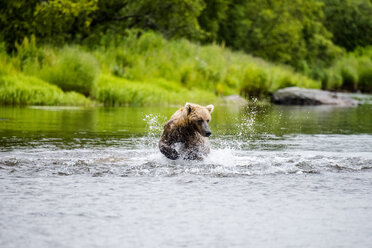 Young Grizzly chasing salmon in the river - AURF01651