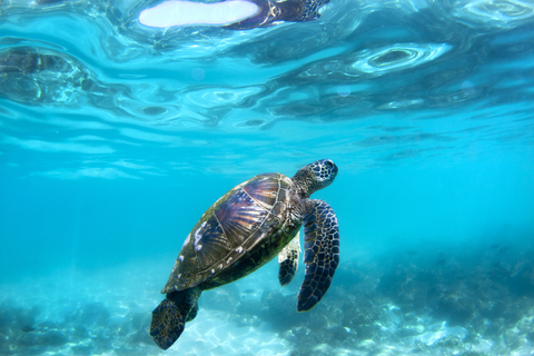 Unterwasseransicht von Hawaiianischen Meeresschildkröten in ihrem Lebensraum auf Hawaii, lizenzfreies Stockfoto