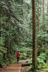VANCOUVER, BRITISH COLUMBIA, KANADA: Ein Mann in rotem Mantel und Jeans geht über eine Holzpromenade, die von großen grünen Bäumen umgeben ist. - AURF01702